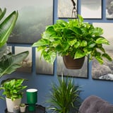 EPIPREMNUM Planta colgante, varias plantas pothos, 8 "