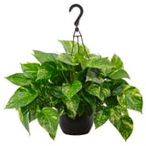 EPIPREMNUM Planta colgante, varias plantas pothos, 8 "