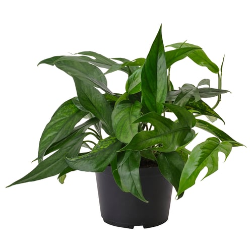 EPIPREMNUM Planta en maceta, planta de cola de dragón, 6 "