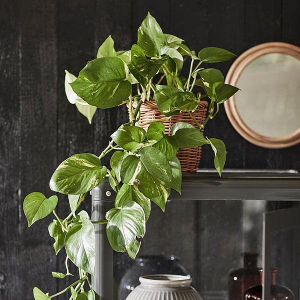 EPIPREMNUM Planta en maceta, pothos, 6 "