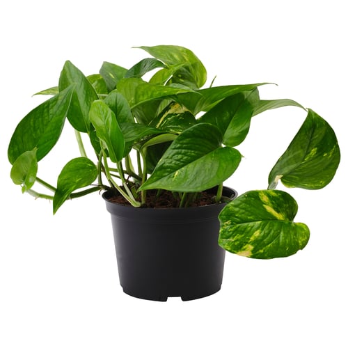 EPIPREMNUM Planta en maceta, pothos, 6 "