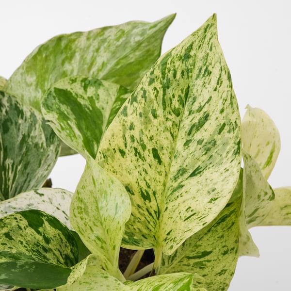 EPIPREMNUM Planta en maceta, 6 "