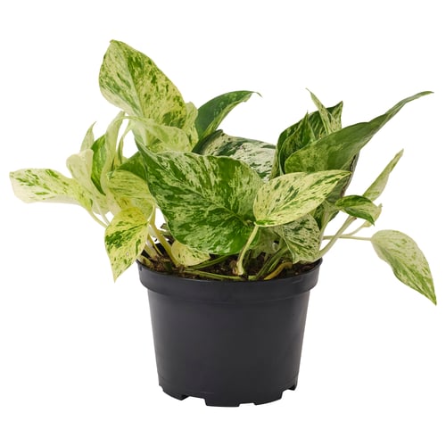 EPIPREMNUM Planta en maceta, 6 "