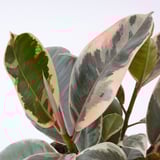 FICUS ELASTICA Planta en maceta, Árbol del caucho varias plantas, 6 "