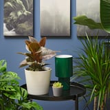 FICUS ELASTICA Planta en maceta, Árbol del caucho varias plantas, 6 "