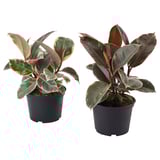 FICUS ELASTICA Planta en maceta, Árbol del caucho varias plantas, 6 "