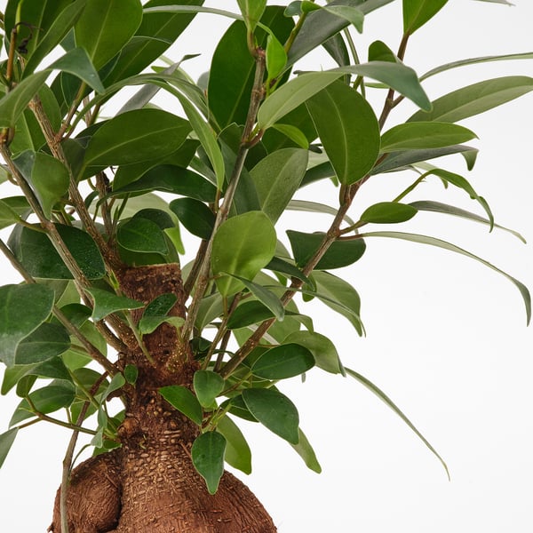 FICUS Planta con maceta, bonsai/varios colores, 8 ¾ "