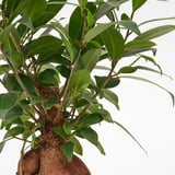 FICUS Planta con maceta, bonsai/varios colores, 8 ¾ "