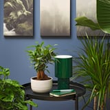 FICUS Planta con maceta, bonsai/varios colores, 5 ½ "