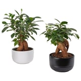 FICUS Planta con maceta, bonsai/varios colores, 5 ½ "