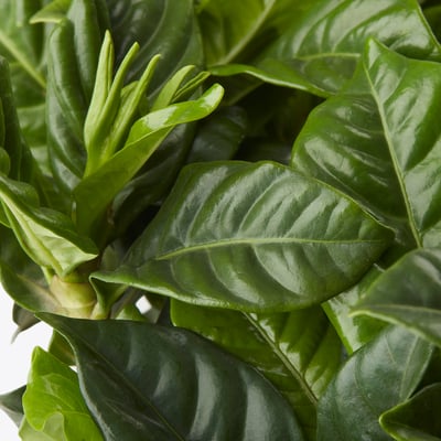 GARDENIA JASMINOIDES Planta en maceta, Gardenia, 6 "