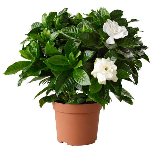 GARDENIA JASMINOIDES Planta en maceta, Gardenia, 6 "