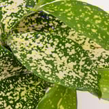 HIMALAYAMIX Planta en maceta, varias plantas plantas+follaje, 4 "
