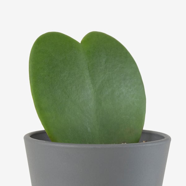 HOYA KERRII Planta con maceta, Hoya kerrii, 2 ½ "