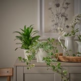 KÖRSBÄRSBJÖRK Maceta, gris-beige claro, 4 ¾ "
