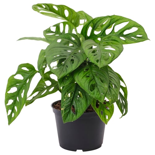 MONSTERA ADANSONII Planta en maceta, monstera de Adanson, 6 "