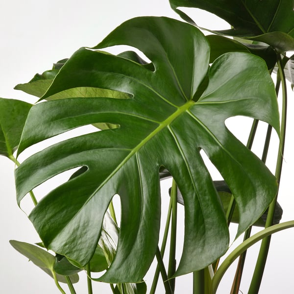 MONSTERA DELICIOSA Planta en maceta, 9 ½ "