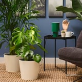 MONSTERA DELICIOSA Planta en maceta, 9 ½ "