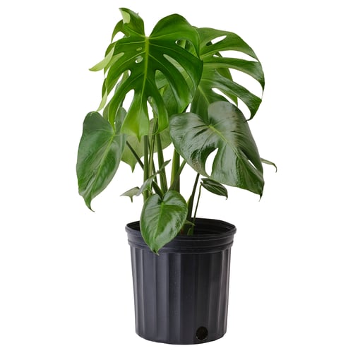 MONSTERA DELICIOSA Planta en maceta, 9 ½ "