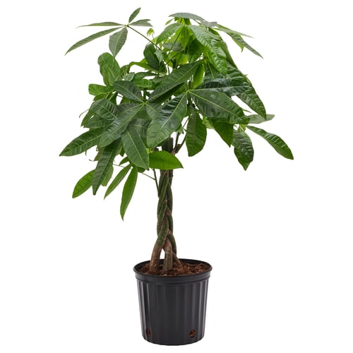 PACHIRA AQUATICA Planta en maceta, Pachira, 10 "