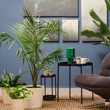 PALMMIX Planta en maceta, varias plantas, 9 ½ "