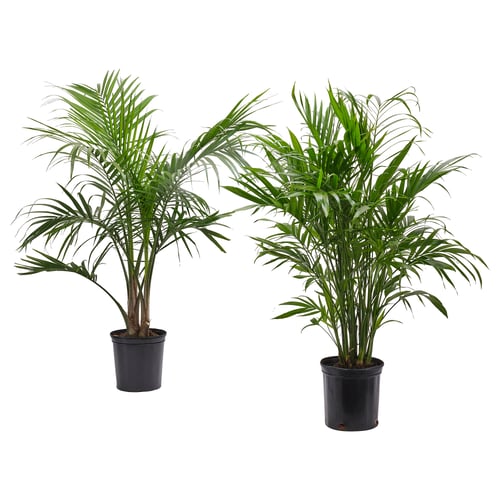 PALMMIX Planta en maceta, varias plantas, 9 ½ "