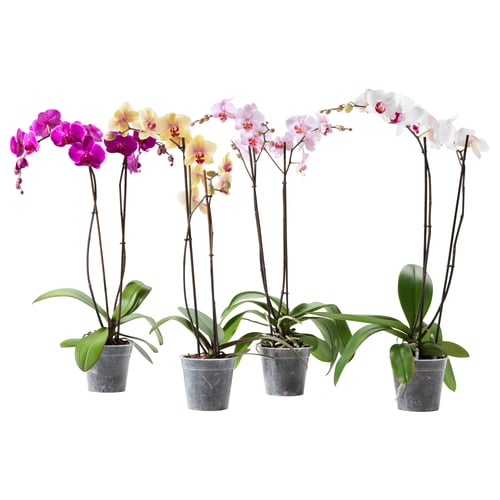 PHALAENOPSIS Planta en maceta, Orquídea/2 tallos varias plantas, 4 ¾ "