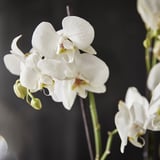 PHALAENOPSIS Planta en maceta, Orquídea/2 tallos varias plantas, 4 ¾ "