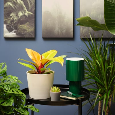 PHILODENDRON Planta en maceta, filodendro naranja, 6 "