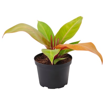 PHILODENDRON Planta en maceta, filodendro naranja, 6 "