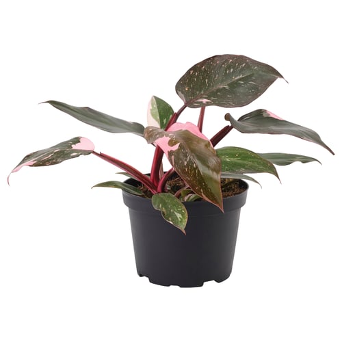 PHILODENDRON Planta en maceta, filodendro rosado, 6 "