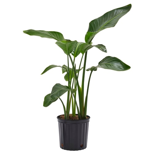 STRELITZIA Planta en maceta, ave del paraíso, 9 ¼ "