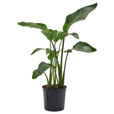 STRELITZIA Planta en maceta, ave del paraíso, 9 ¼ "