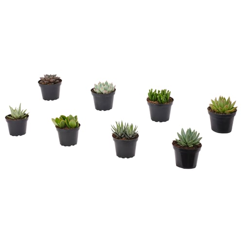 SUCCULENT Planta en maceta, varias plantas/Suculenta, 4 "