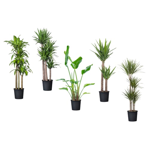 TROPISK Planta en maceta, planta tropical/varias plantas, 12 "